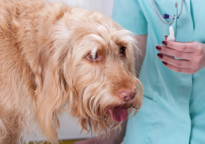 dog heat stroke stages