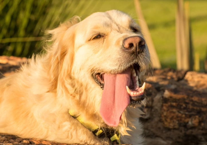 heat exhaustion in dogs symptoms