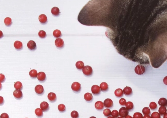 are cranberries safe for cats