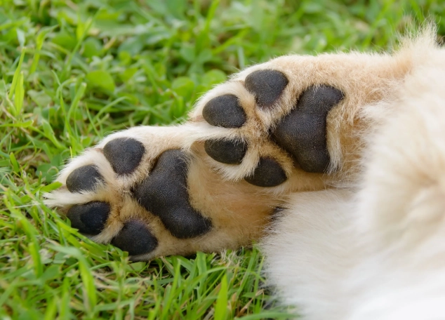 dog foot anatomy dog foot anatomy