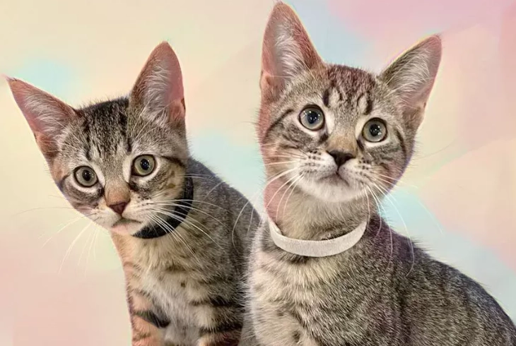 spaying a cat spaying a cat