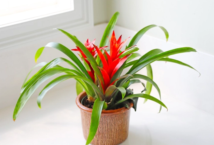 cat safe houseplants