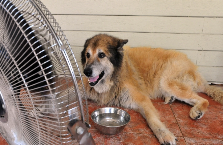 first signs of heat stroke in dogs