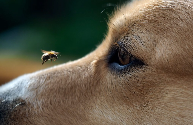 Bee sting dog treatment