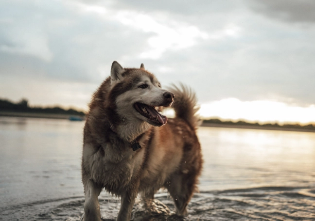 Dog overheating symptoms Dog overheating symptoms