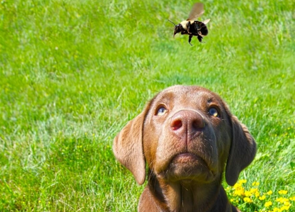 dog allergic reaction to bee sting