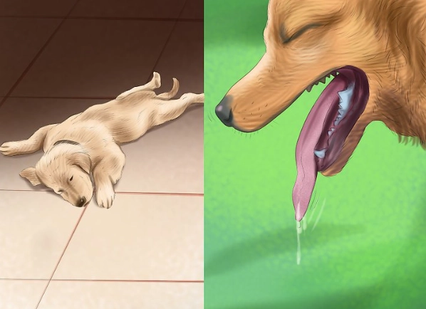 dog heat stroke symptoms