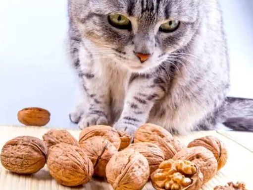 Is it okay for cats to eat walnuts?