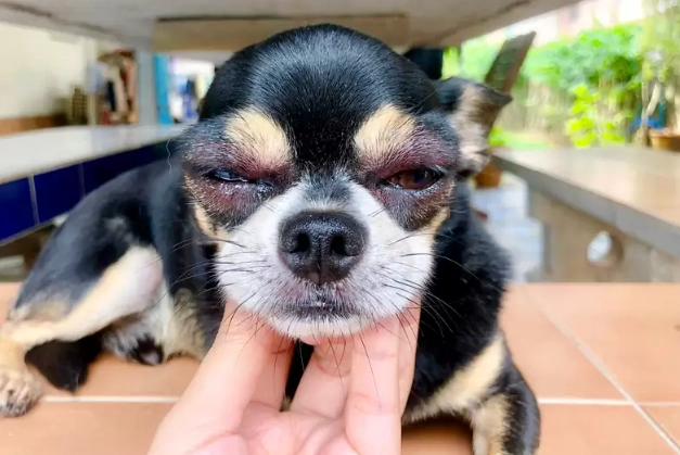 how long does swelling last after bee sting dog how long does swelling last after bee sting dog