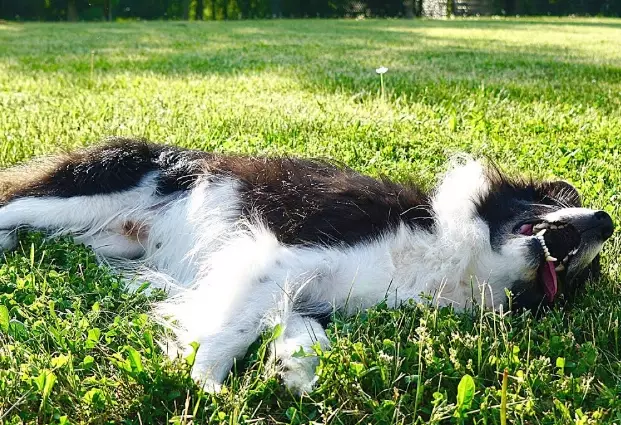 dog heat stroke recovery time