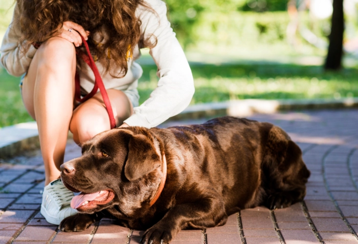 Heat exhaustion in dogs Heat exhaustion in dogs