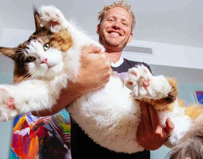 obese cat symptoms obese cat symptoms