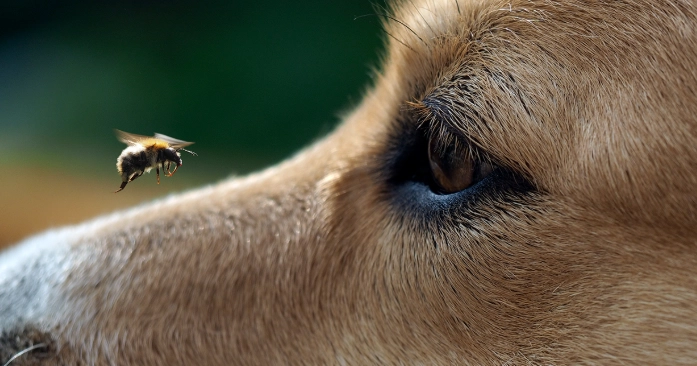 dog stung on face