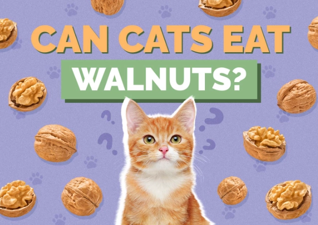 can cats eat walnuts can cats eat walnuts