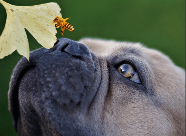 dog swollen face bee sting dog swollen face bee sting