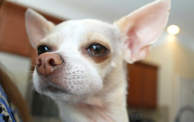 bee sting dog treatment