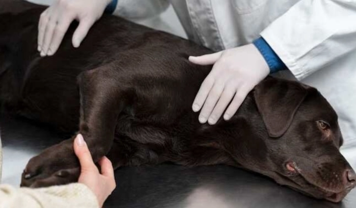 dog heat stroke recovery time