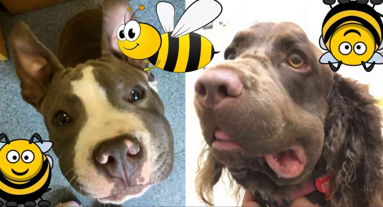 dog bee sting face symptoms