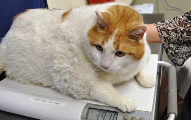 cat weight chart cat weight chart