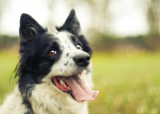 Heat stroke vs heat exhaustion in dogs