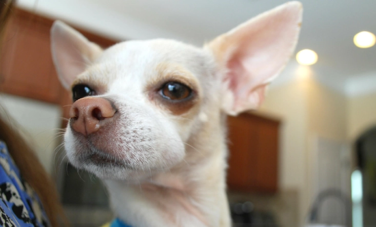 bee sting on dog's face treatment