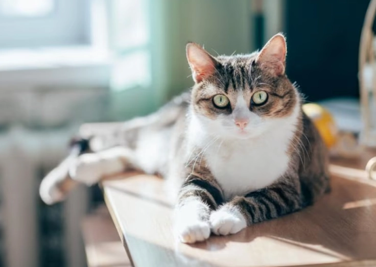 how to help cat lose weight how to help cat lose weight