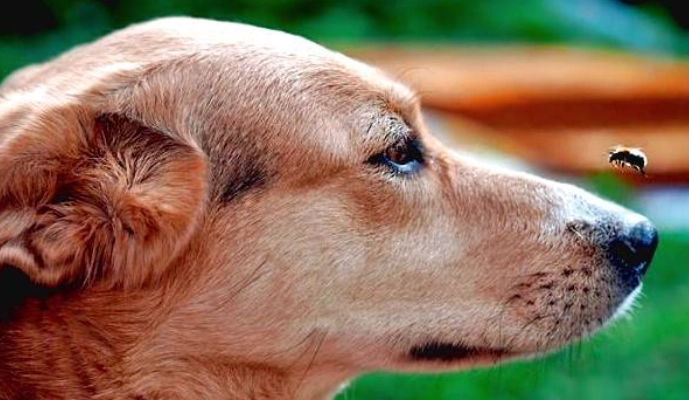 how to treat a bee sting on a dog