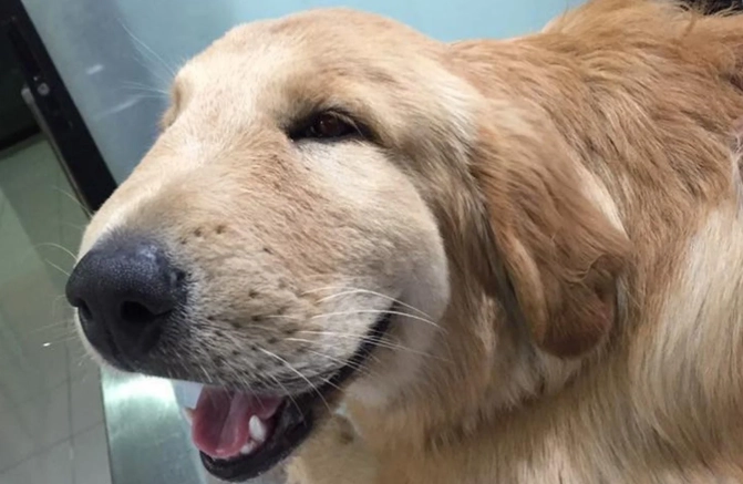 how to treat a bee sting on a dog