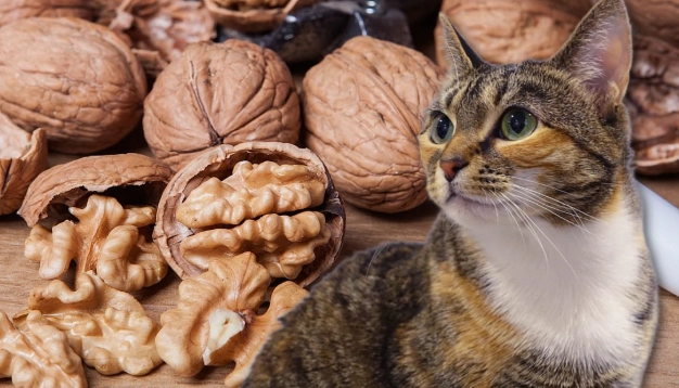 walnuts toxic to cats walnuts toxic to cats
