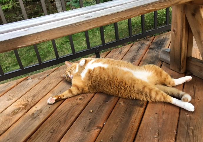 obese cat symptoms obese cat symptoms