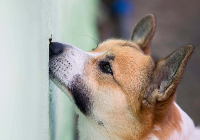 dog allergic reaction to bee sting