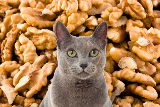 cat safe nuts cat safe nuts