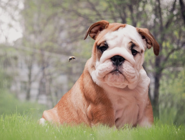 dog stung by bee benadryl