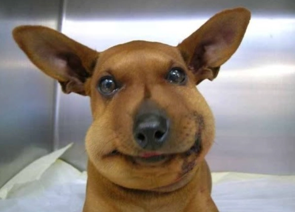 bee sting dog treatment