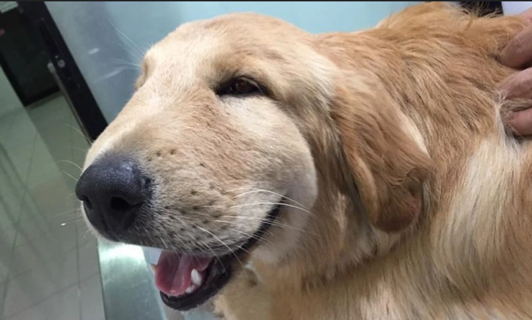 bee sting on dog's face treatment