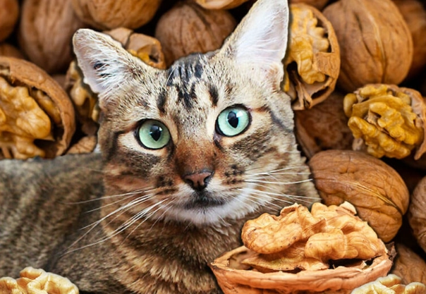 cat safe nuts cat safe nuts