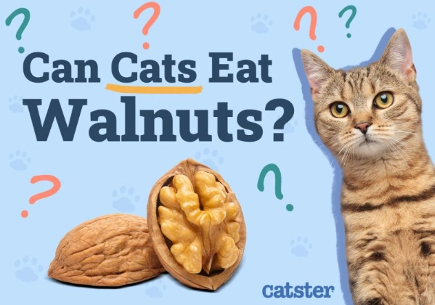 walnuts toxic to cats walnuts toxic to cats