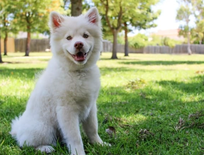 signs of heat stroke in dogs