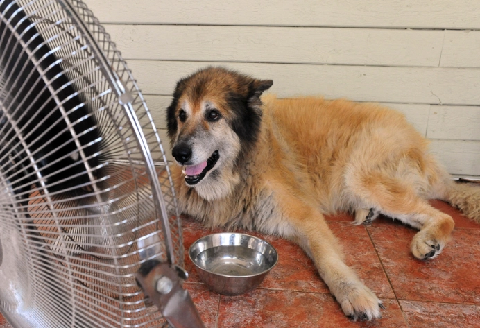 Heat stroke in dogs Heat stroke in dogs