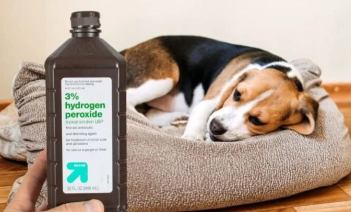 dog ear infection home remedy dog ear infection home remedy