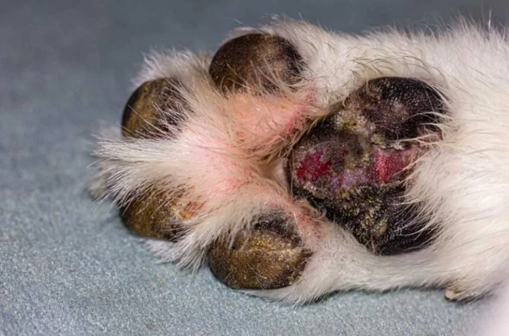 hydrogen peroxide dog paws