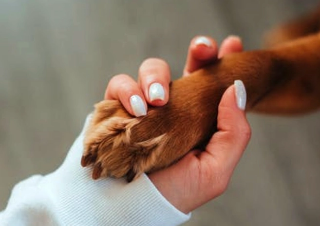 Can you put peroxide on dogs paws