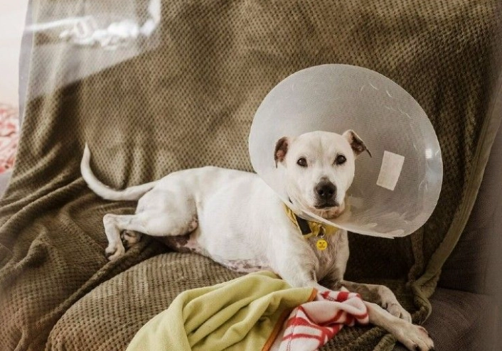 can dogs sleep with a neck cone can dogs sleep with a neck cone