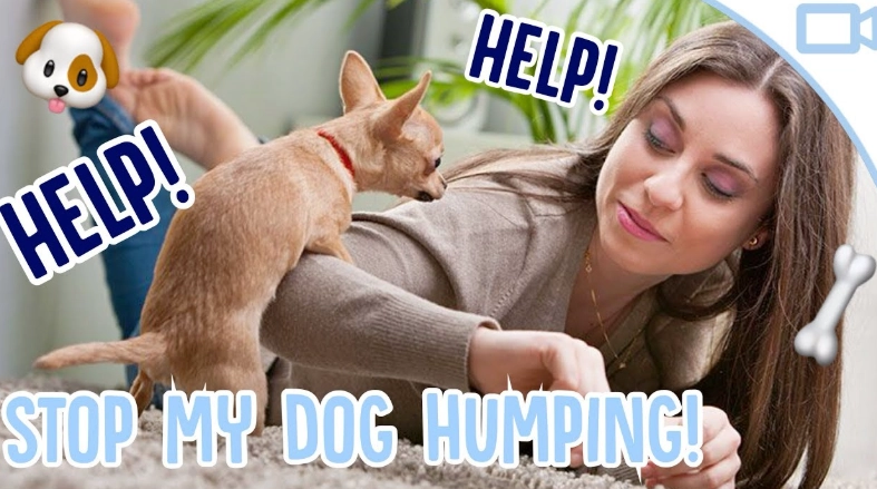 dog humping behavior