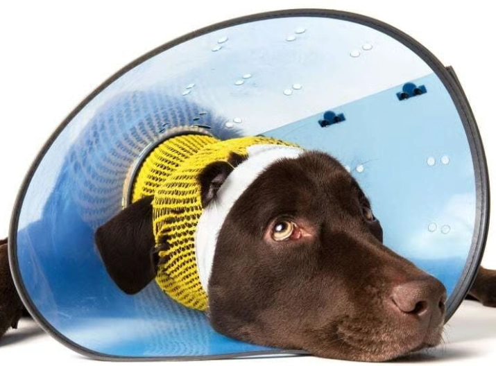 Elizabethan collar sleep Elizabethan collar sleep