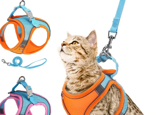 how to walk a cat how to walk a cat