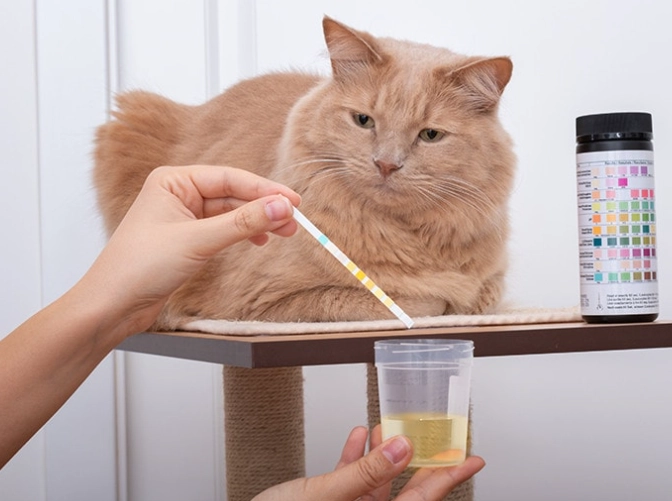 cat urine dangerous to humans cat urine dangerous to humans