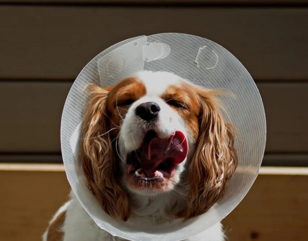 dog cone sleeping dog cone sleeping