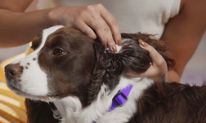 how to clean dog ears how to clean dog ears