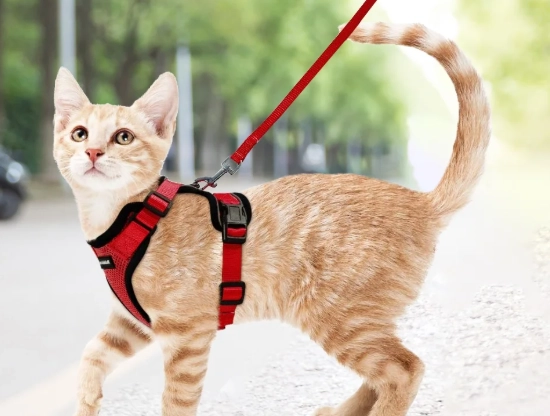 Cat on Leash Toy